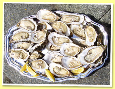 Oysters Oysters