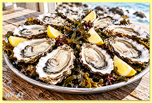 Oysters Oysters