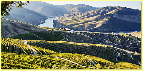 Syrah Syrah